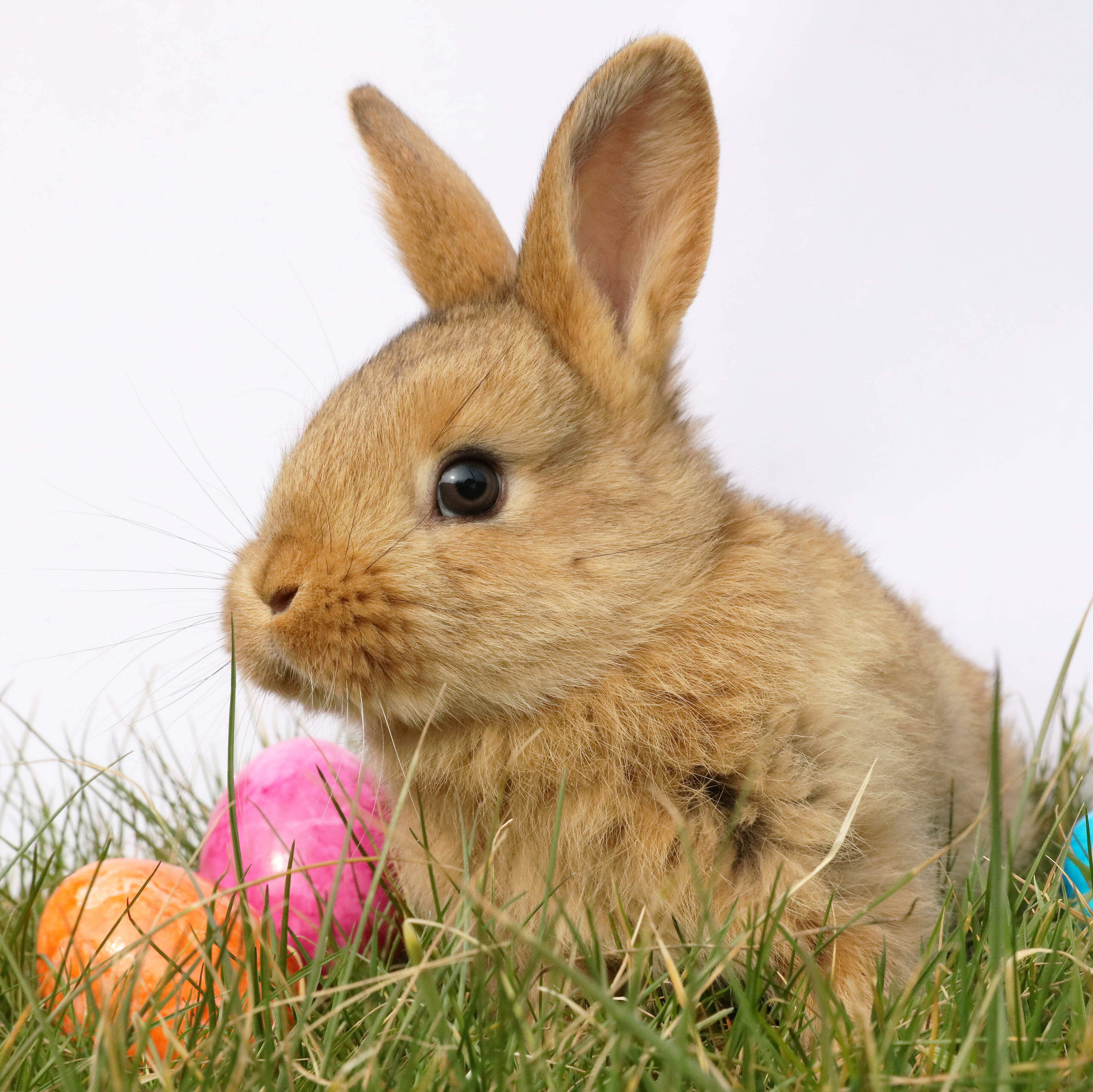 Stups der kleine Osterhase fällt andauernd auf die Nase Foto: Tim Reckmann
