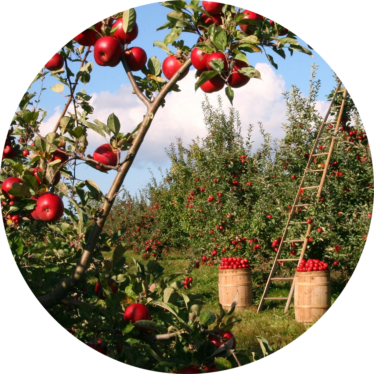 ein Obstgarten